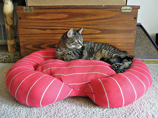 
“All the bed needed was a little catnip to entice Amelia to curl up. It’s been less than a week since I made it, and it has already become a popular napping spot!” — Courtney Denning; Cincinnati, Ohio
